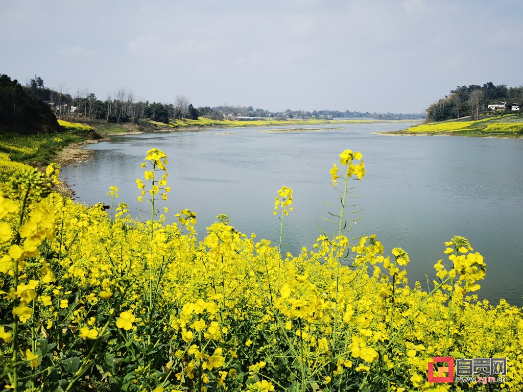 @富顺人，春日赏景正当时，这里的油菜花打卡宝地，你去过没？-1.jpg