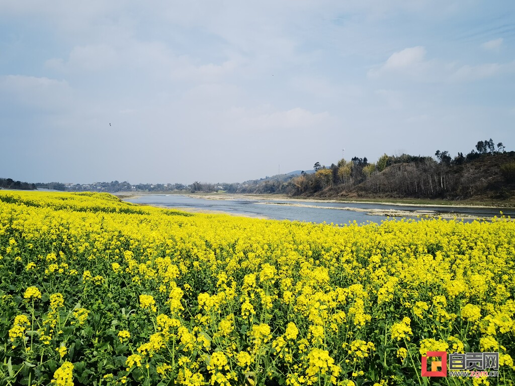 @富顺人，春日赏景正当时，这里的油菜花打卡宝地，你去过没？-3.jpg