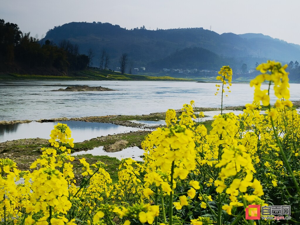 @富顺人，春日赏景正当时，这里的油菜花打卡宝地，你去过没？-5.jpg