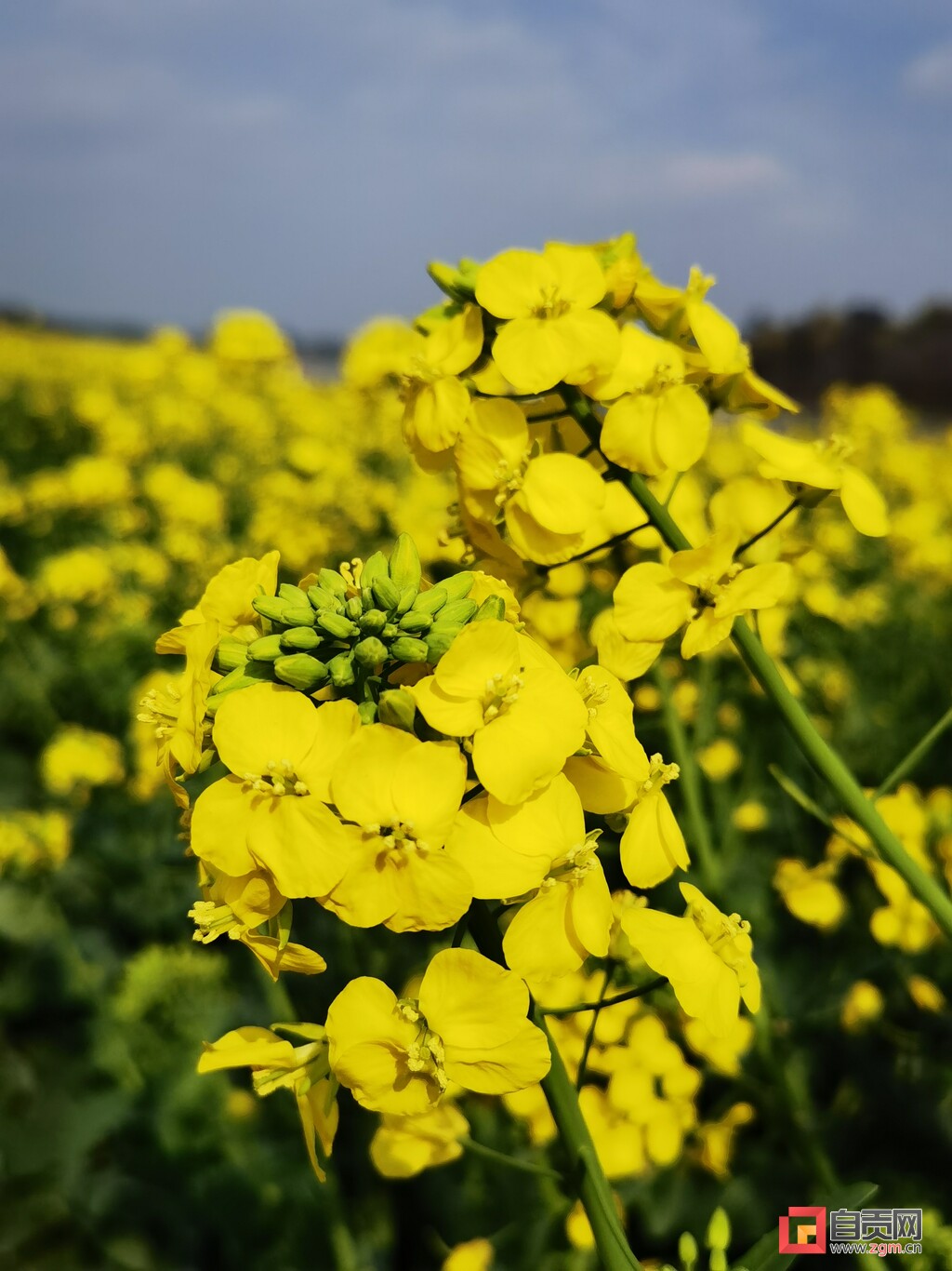 @富顺人，春日赏景正当时，这里的油菜花打卡宝地，你去过没？-4.jpg