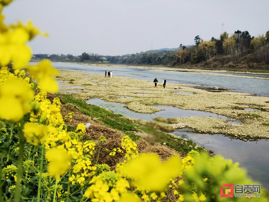 @富顺人，春日赏景正当时，这里的油菜花打卡宝地，你去过没？-8.jpg