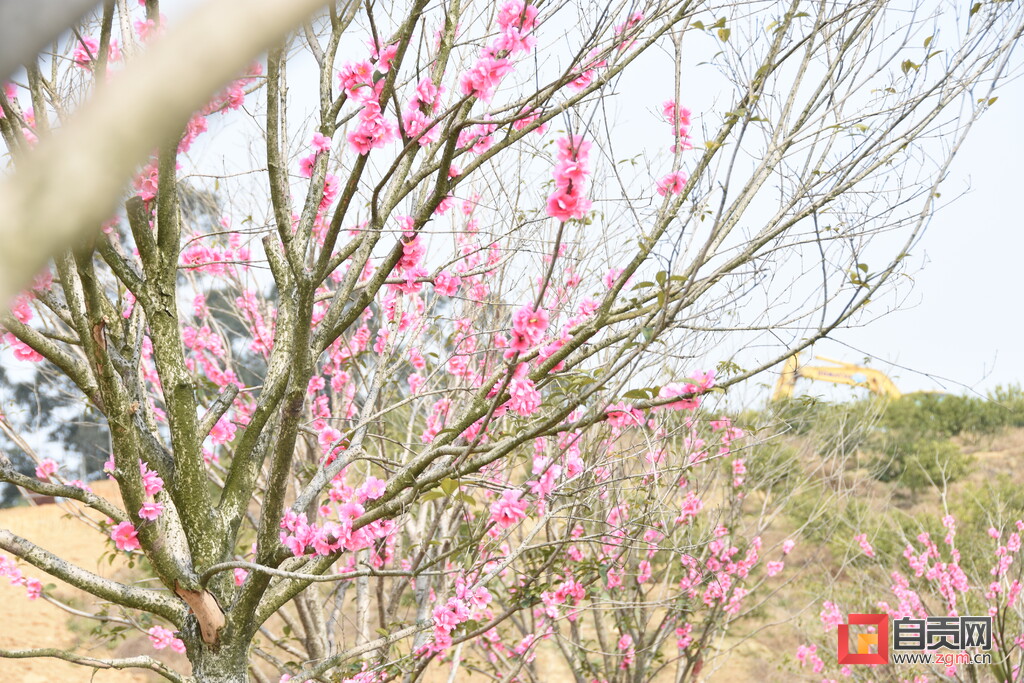 3月8日，去荣县长山九棚山看百亩桃花！-1.jpg