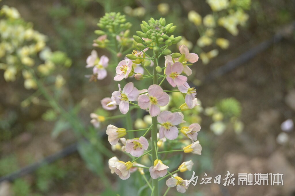 内自同城 | 鲜花怒放，资中云岭金秋景区千亩花海等你去乐享春光-1.jpg