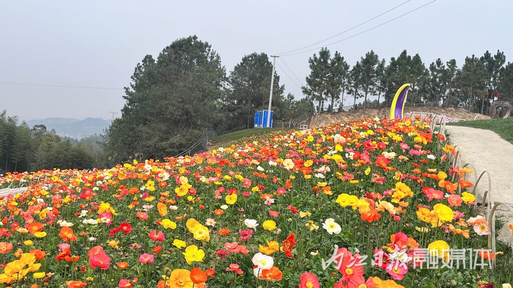 内自同城 | 鲜花怒放，资中云岭金秋景区千亩花海等你去乐享春光-4.jpg