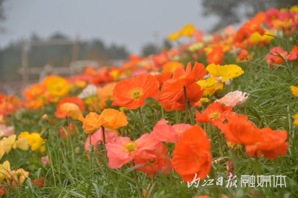 内自同城 | 鲜花怒放，资中云岭金秋景区千亩花海等你去乐享春光-5.jpg
