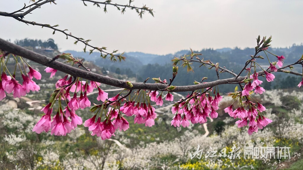 内自同城 | 鲜花怒放，资中云岭金秋景区千亩花海等你去乐享春光-6.jpg