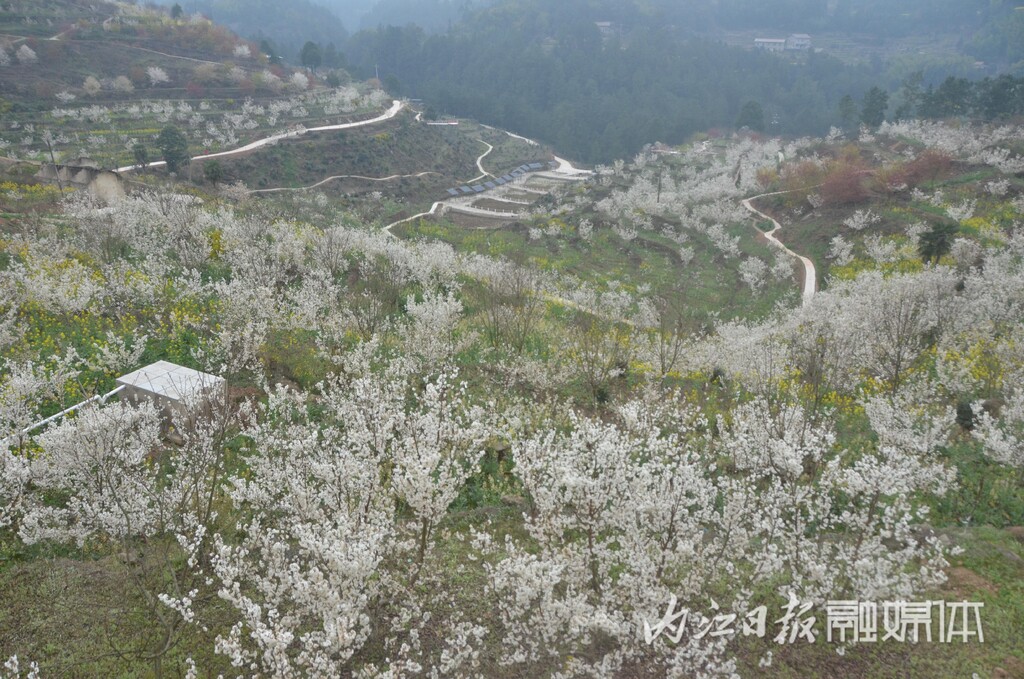 内自同城 | 鲜花怒放，资中云岭金秋景区千亩花海等你去乐享春光-8.jpg