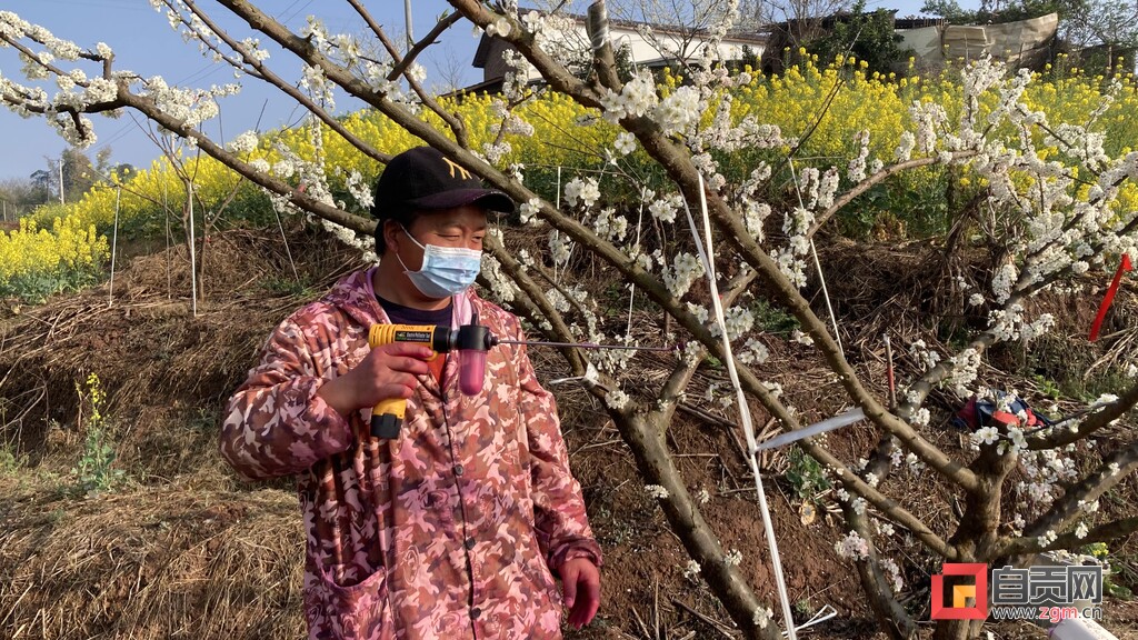 富顺县李桥镇腰塘村：春回大地好时光 李花满园繁盛雪-3.jpg