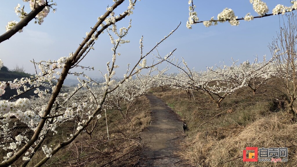 富顺县李桥镇腰塘村：春回大地好时光 李花满园繁盛雪-1.jpg