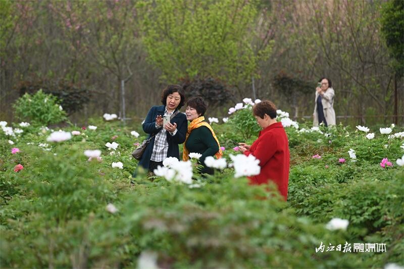 内自同城 | 唯有牡丹真国色！内江这里牡丹花开引客来-6.jpg