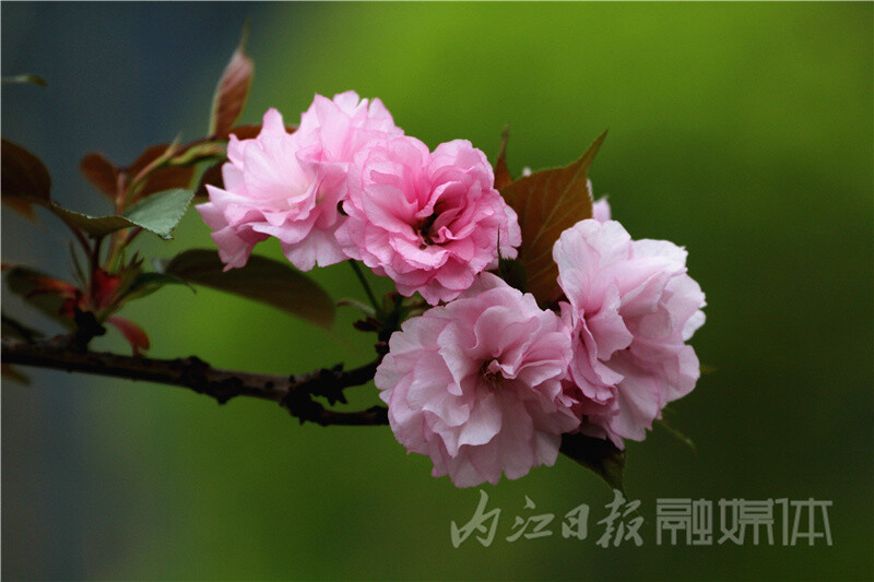 内自同城 | 内江北环路樱花盛放，绵延数里成美丽风景线-1.jpg