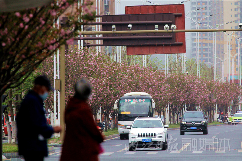 内自同城 | 内江北环路樱花盛放，绵延数里成美丽风景线-3.jpg