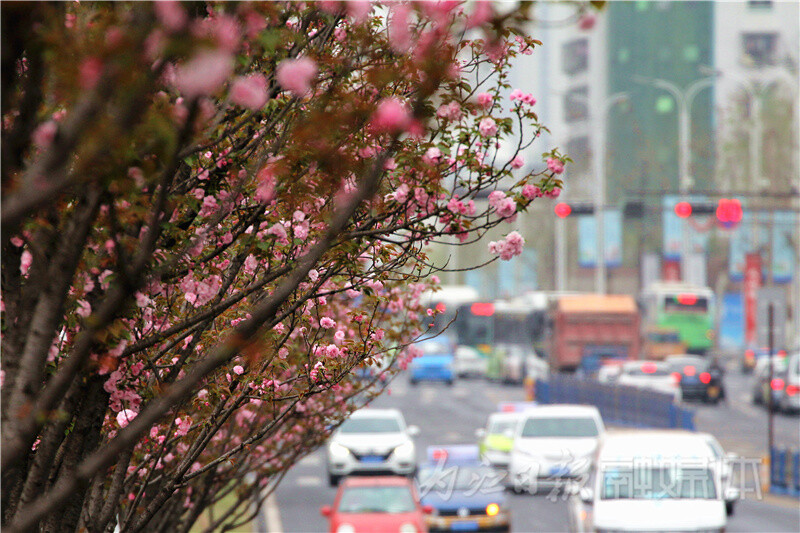 内自同城 | 内江北环路樱花盛放，绵延数里成美丽风景线-6.jpg