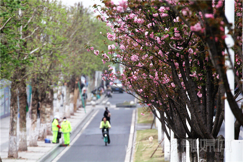 内自同城 | 内江北环路樱花盛放，绵延数里成美丽风景线-2.jpg