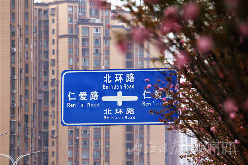 内自同城 | 内江北环路樱花盛放，绵延数里成美丽风景线-5.jpg