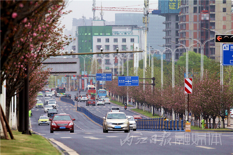 内自同城 | 内江北环路樱花盛放，绵延数里成美丽风景线-4.jpg