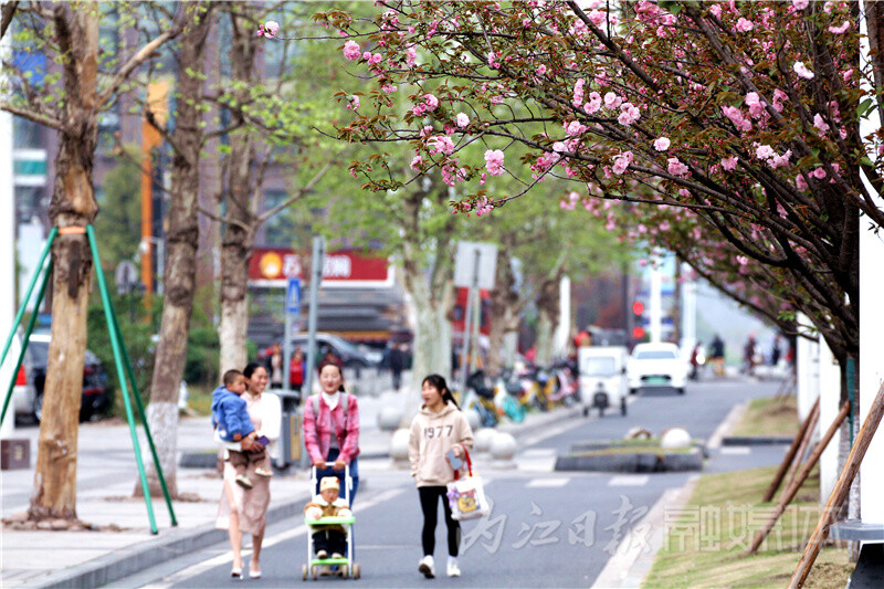 内自同城 | 内江北环路樱花盛放，绵延数里成美丽风景线-7.jpg