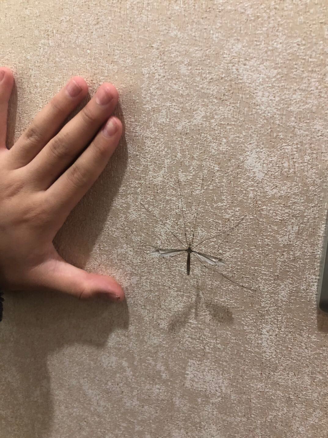 家里来了个不速之客！超级无敌大“蚊虫”！-1.jpg