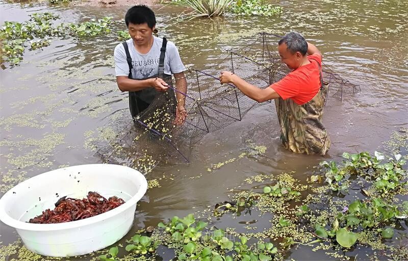 内自同城 | 内江：“早春稻田虾”抢占市场先机-1.jpeg