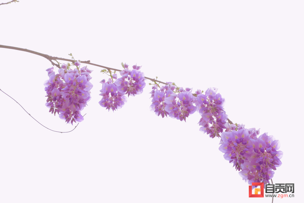 这一架紫藤花，开启贡井浪漫春天！-4.jpg