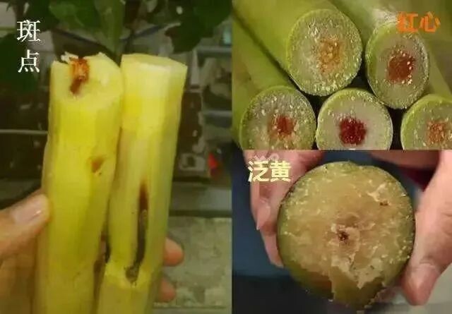 “甜蜜”的危险！清明前后，吃这个食物要谨慎-2.jpg