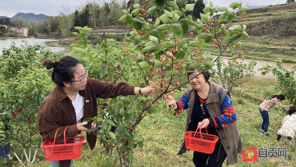 富顺这里的樱桃熟了 快来尝尝春天的味道！-3.jpg