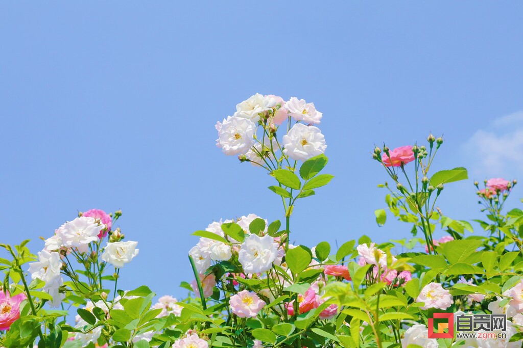满城花开！快来一起，赴贡井这场蔷薇花的约会！-4.jpg