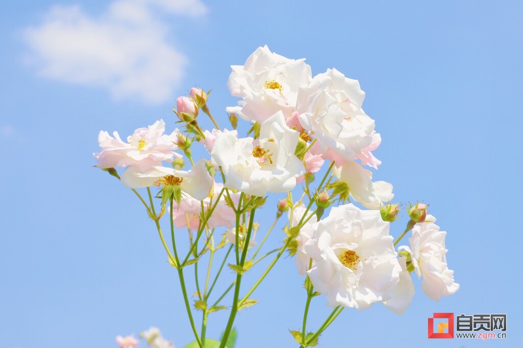 满城花开！快来一起，赴贡井这场蔷薇花的约会！-7.jpg