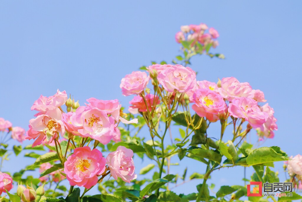 满城花开！快来一起，赴贡井这场蔷薇花的约会！-6.jpg