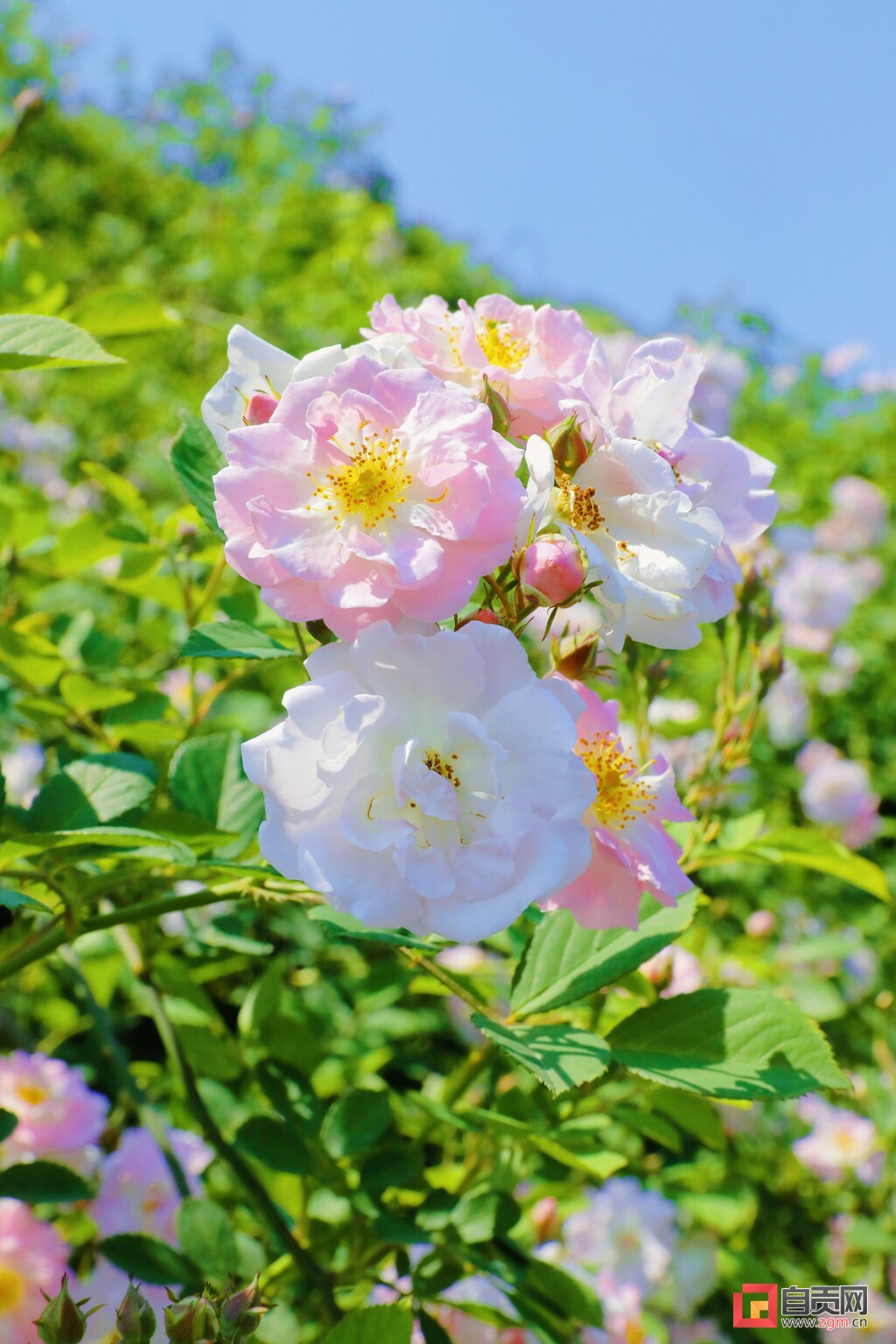 满城花开！快来一起，赴贡井这场蔷薇花的约会！-8.jpg