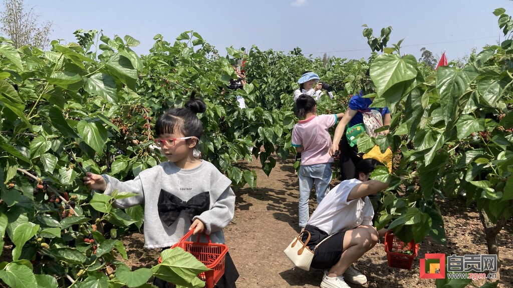 富顺县古佛镇举办2023年第八届美丽富顺·寻找醉美乡村暨华福村第二届桑葚采摘乡村文化...-3.jpg