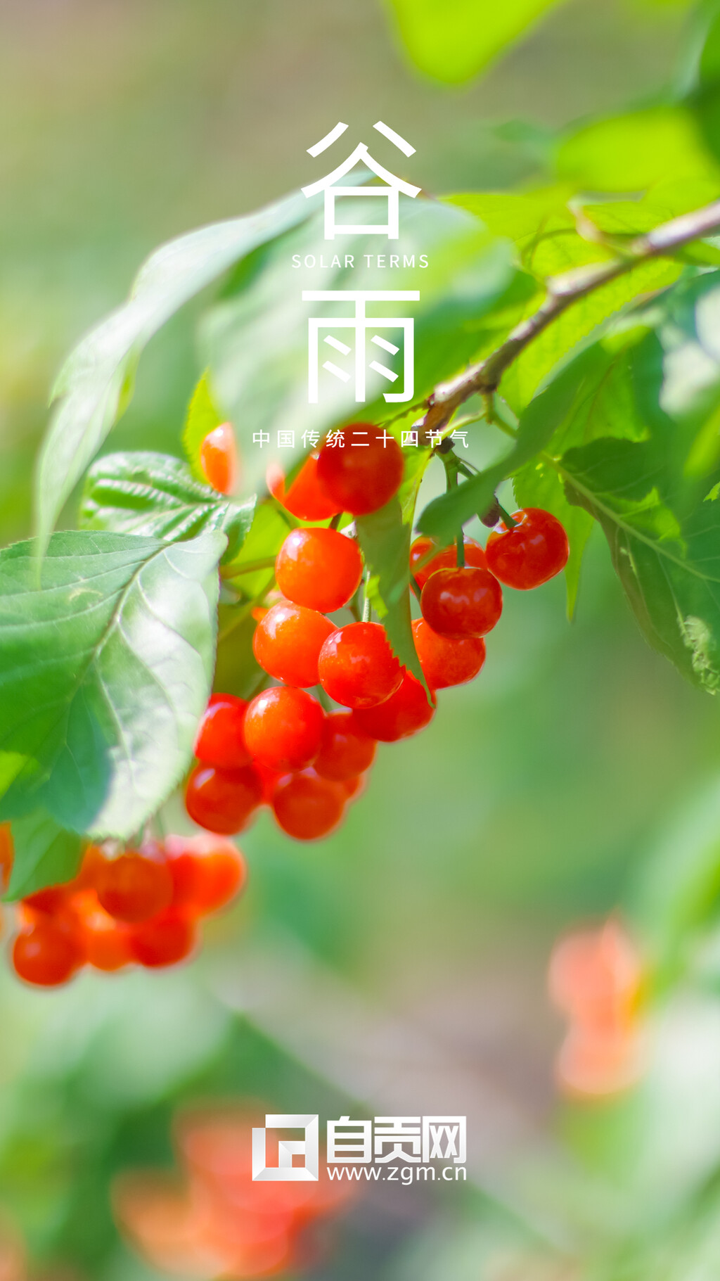 海报 | 谷雨时节 浸润万物 淋漓尽致-3.jpg