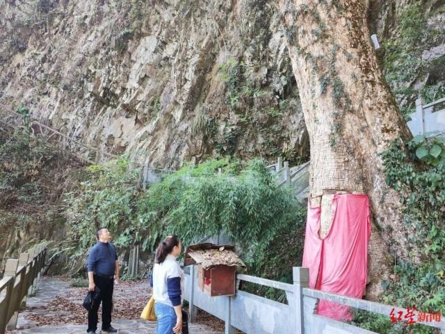 贵州“古楠木王”被盗割，官方：已装摄像头，安排专人看护-2.jpg