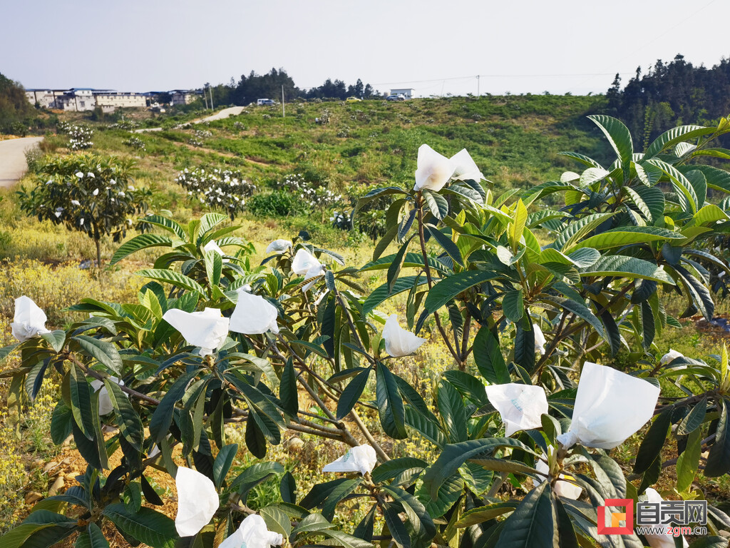 树树金果飘香 富顺这里采枇杷好安逸-1.jpg