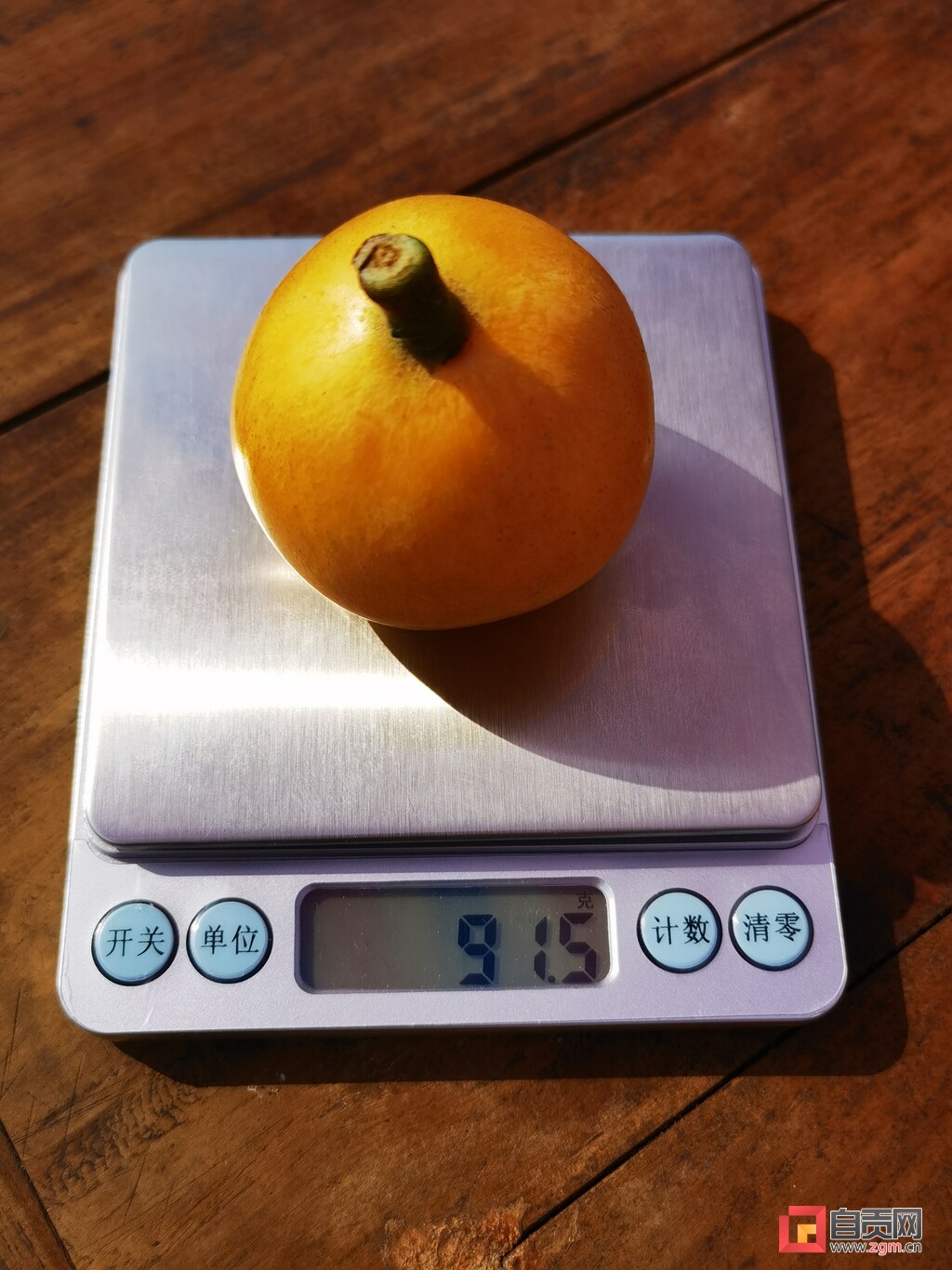 树树金果飘香 富顺这里采枇杷好安逸-3.jpg