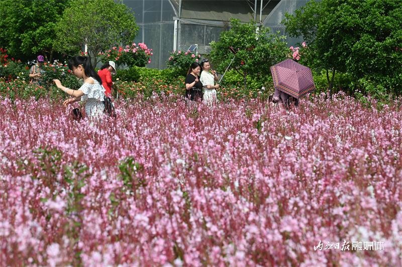 6万余株！内江月季花海邀你打卡-1.jpg