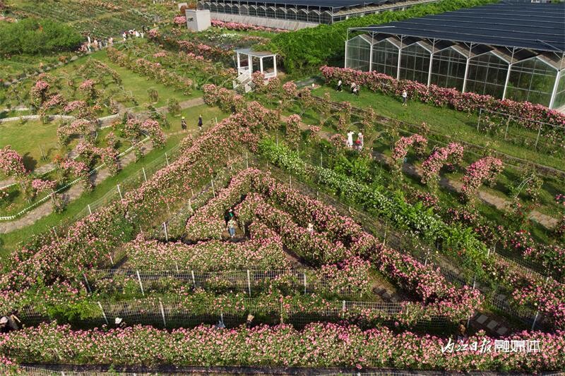 6万余株！内江月季花海邀你打卡-7.jpg