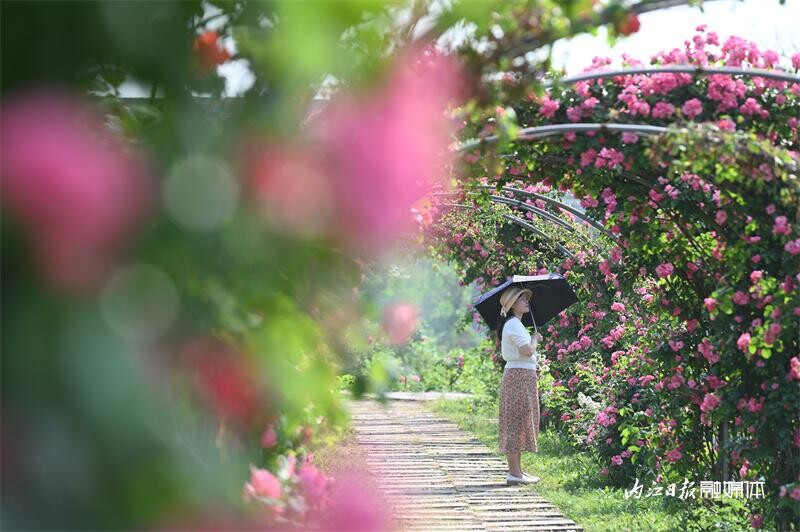 6万余株！内江月季花海邀你打卡-6.jpg