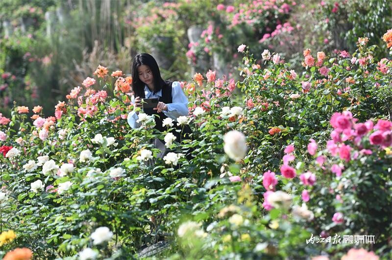 6万余株！内江月季花海邀你打卡-8.jpg