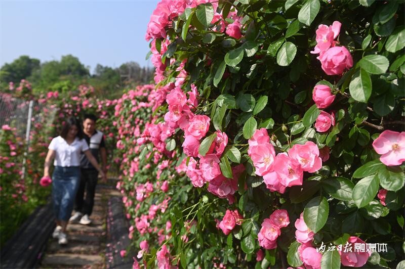6万余株！内江月季花海邀你打卡-3.jpg