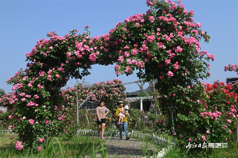 6万余株！内江月季花海邀你打卡-5.jpg