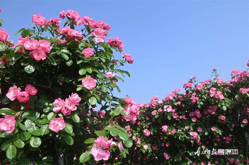 6万余株！内江月季花海邀你打卡-13.jpg