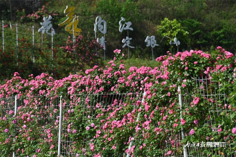 6万余株！内江月季花海邀你打卡-12.jpg