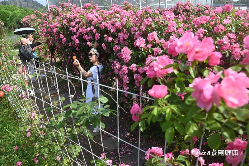 6万余株！内江月季花海邀你打卡-9.jpg