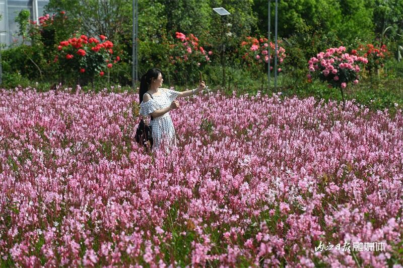 6万余株！内江月季花海邀你打卡-10.jpg