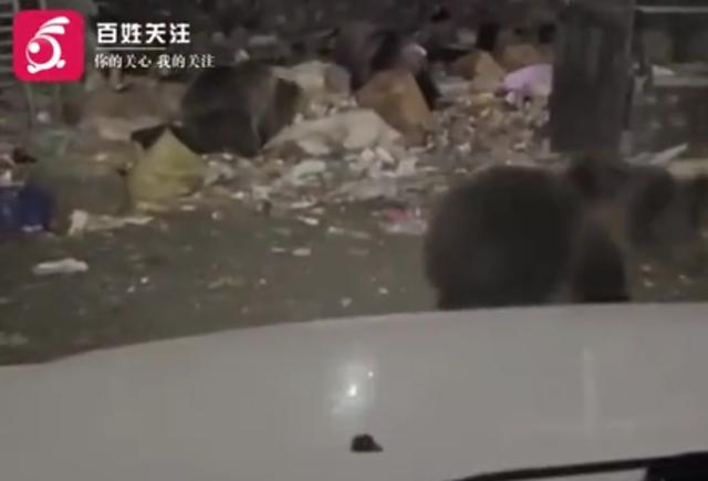 游客自驾西藏遇18头棕熊觅食：不敢开车灯 它们围着车踱步-1.jpg
