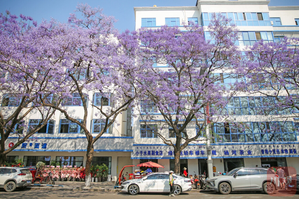西昌：蓝花楹竞相盛放，紫色浪漫正在上演！-4.jpg