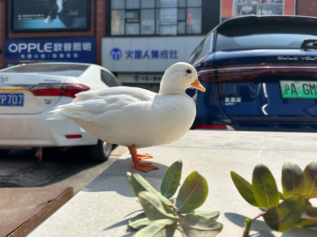 宠物鸭花园散步被掳走，差点就成“老鸭煲”，偷窃者被行拘-3.jpg