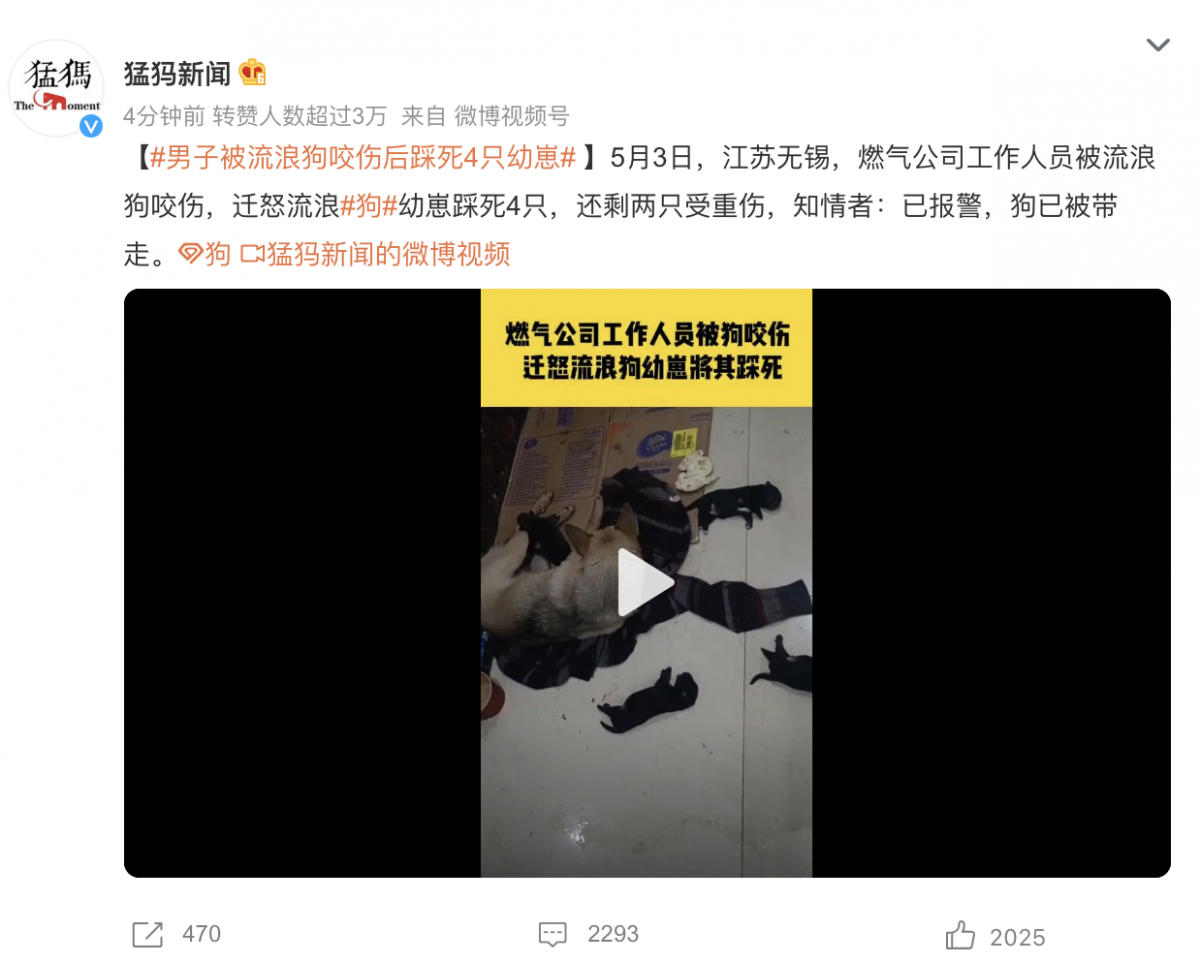 男子被流浪狗咬伤后踩死4只幼崽 知情者：已报警-1.png