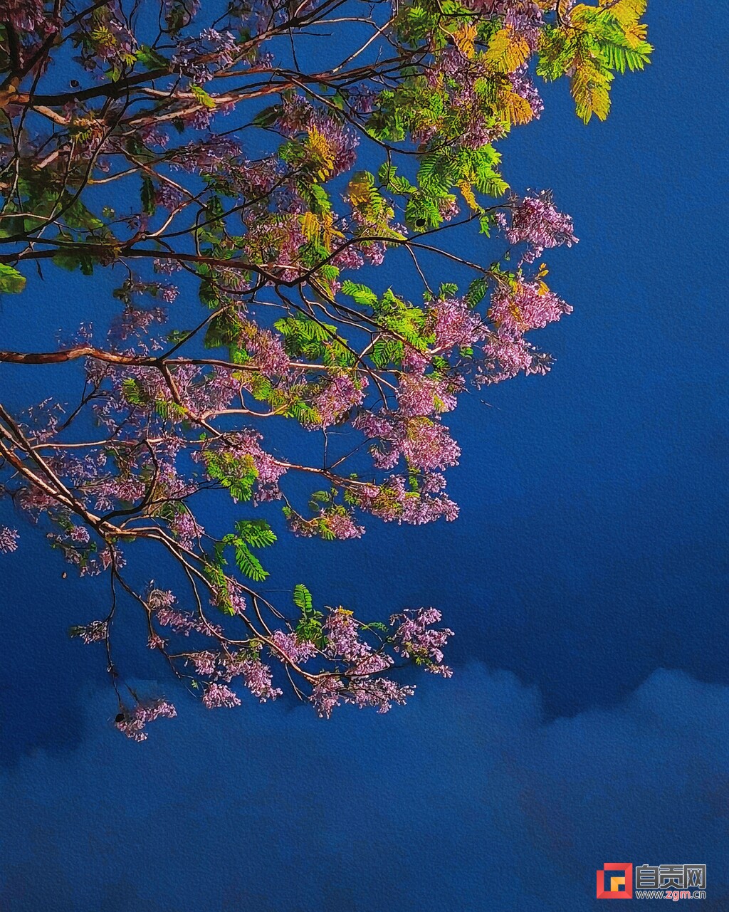 一树蓝花楹，解锁自贡初夏紫色的浪漫-2.jpg